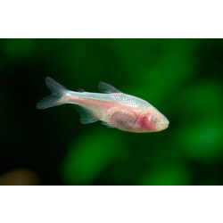 Слепые пещерные тетры