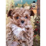 Мальтипу микро от заводчика! Здоровые, социализированные щенки ждут дома