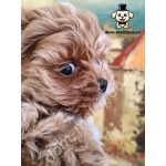 Мальтипу микро от заводчика! Здоровые, социализированные щенки ждут дома