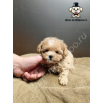Мальтипу микро от заводчика! Здоровые, социализированные щенки ждут дома