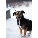 Маленькая хрупкая собачка ищет дом