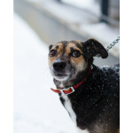 Маленькая хрупкая собачка ищет дом