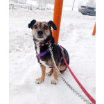 Маленькая хрупкая собачка ищет дом