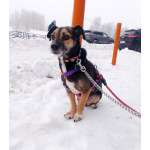 Маленькая хрупкая собачка ищет дом