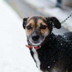 Маленькая хрупкая собачка ищет дом