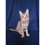 Котенок Машенька ищет дом!