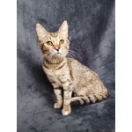 Котенок Машенька ищет дом!