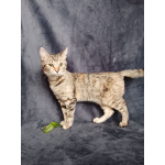 Котенок Машенька ищет дом!