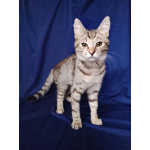 Котенок Машенька ищет дом!