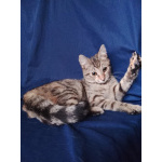 Котенок Машенька ищет дом!