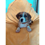 Маленький красавчик ищет дом