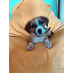 Маленький красавчик ищет дом