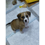 Маленький красавчик ищет дом