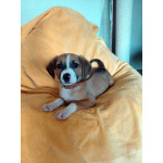 Маленький красавчик ищет дом