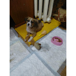 Маленький красавчик ищет дом