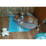 Маленький красавчик ищет дом