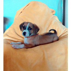 Маленький красавчик ищет дом