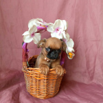 Девочка пти-брабансон