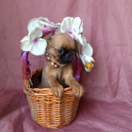 Девочка пти-брабансон