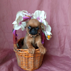 Девочка пти-брабансон