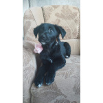 Чудесный умный щенок ищет дом