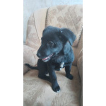 Чудесный умный щенок ищет дом