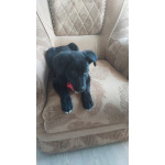 Чудесный умный щенок ищет дом