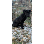 Чудесный умный щенок ищет дом