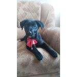 Чудесный умный щенок ищет дом