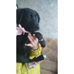 Чудесный умный щенок ищет дом