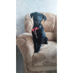 Чудесный умный щенок ищет дом