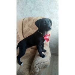 Чудесный умный щенок ищет дом