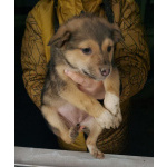 Ласковые щеночки живут в норе. Срочно ищут дома!