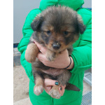 Ласковые щеночки живут в норе. Срочно ищут дома!