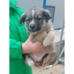 Ласковые щеночки живут в норе. Срочно ищут дома!