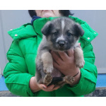 Ласковые щеночки живут в норе. Срочно ищут дома!