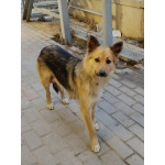 Ласковые щеночки живут в норе. Срочно ищут дома!