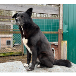 Москва и МО. Джон ищет дом и семью.