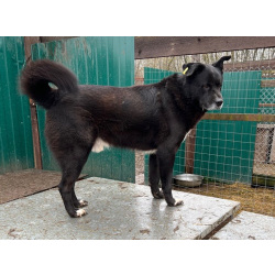 Москва и МО. Джон ищет дом и семью.