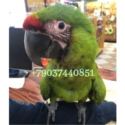 Большой солдатский ара (Ara ambiguus) ручные птенцы из питомника