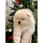 Девочка померанского шпица белая , курносая, очень пушистая с ангельским характером