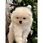 Девочка померанского шпица белая , курносая, очень пушистая с ангельским характером