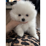 Девочка померанского шпица белая , курносая, очень пушистая с ангельским характером