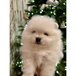 Девочка померанского шпица белая , курносая, очень пушистая с ангельским характером