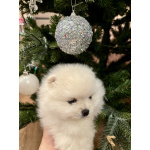 Девочка померанского шпица белая , курносая, очень пушистая с ангельским характером