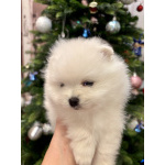 Девочка померанского шпица белая , курносая, очень пушистая с ангельским характером