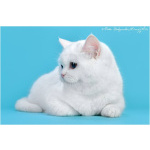 Белая шотландская прямоухая кошка