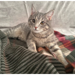 Котёнок Шаня ищет дом и любящую семью