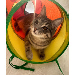 Котёнок Шаня ищет дом и любящую семью