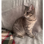 Котёнок Шаня ищет дом и любящую семью